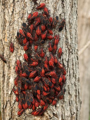 Boxelder Bugs