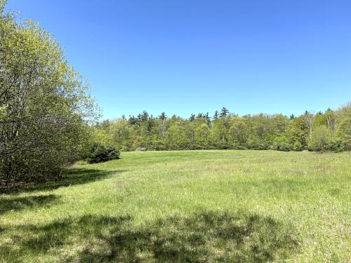 field in May at Rand Brook Forest in southern NH