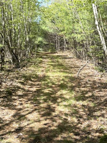 dirt road in May at Rand Brook Forest in southern NH