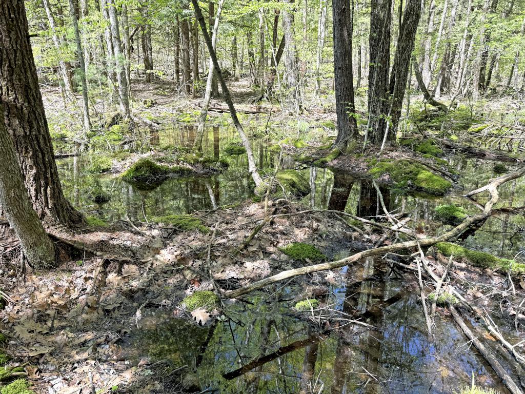wet woods section in May at Rand Brook Forest in southern NH