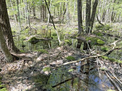 wet woods section in May at Rand Brook Forest in southern NH