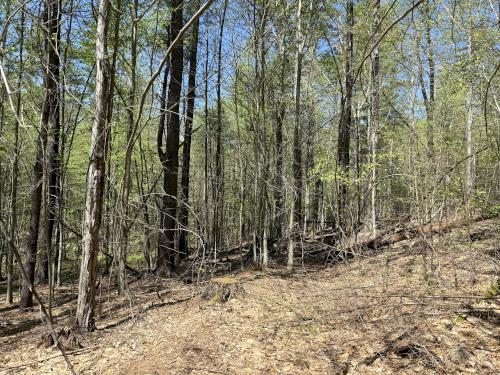 bushwhack woods in May at Rand Brook Forest in southern NH