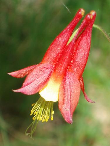 Wild Columbine flower