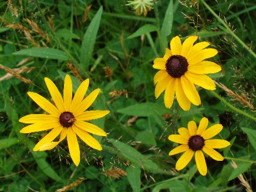 Black-eyed Susan