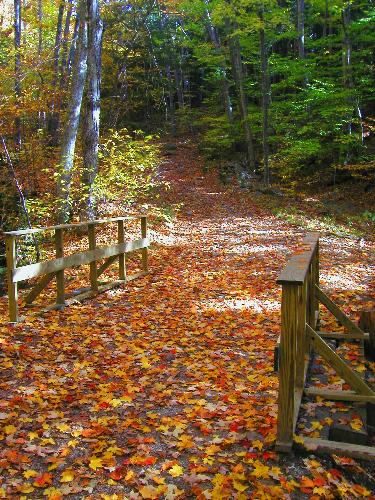 foliage carpet