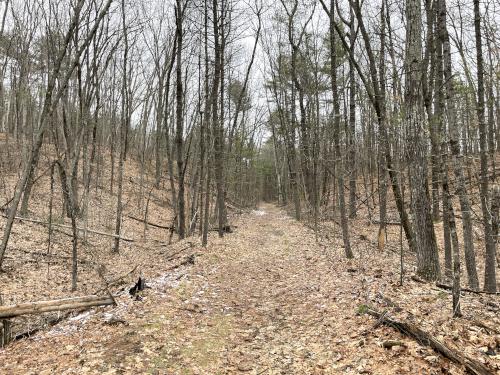 trail in February at Red Line Path near Westford in northeast MA