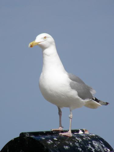 Herring Gull