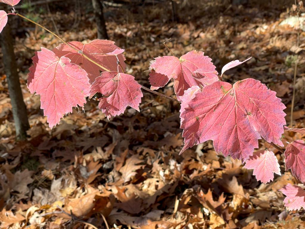 leaves in October at Richardson Preserve in northeast MA