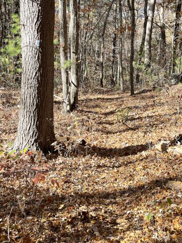 trail in October at Richardson Preserve in northeast MA