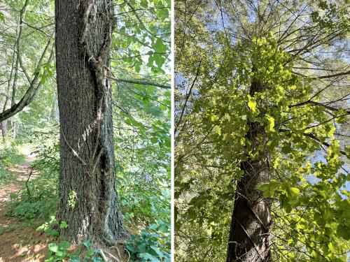 huge Poison Ivy plant in August at Rideout Property in southern New Hampshire