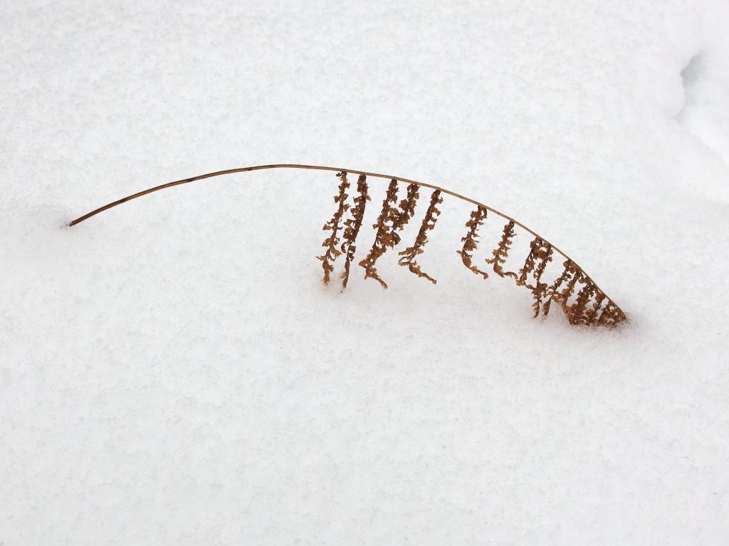 a snowy curved fern in December at Riley Trails near Concord in southern New Hampshire