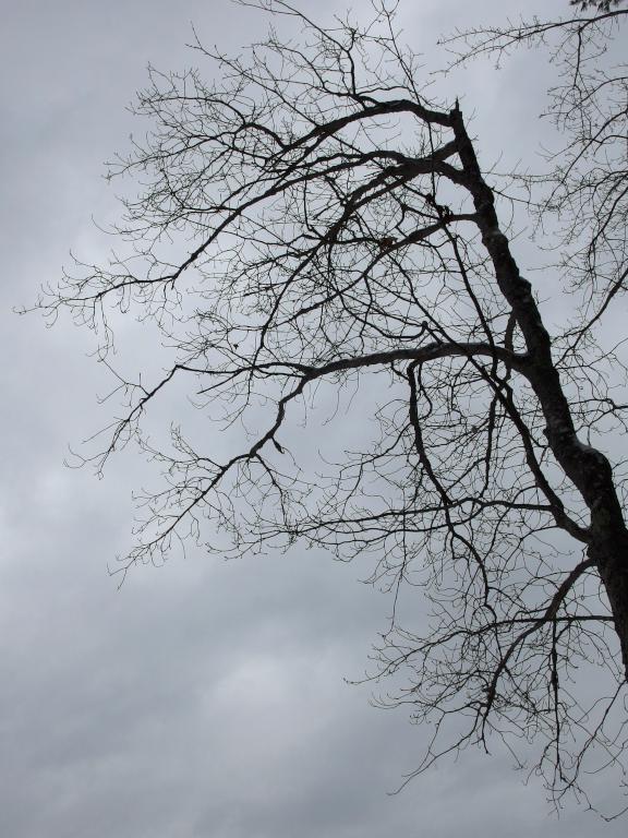 a leafless tree in December at Riley Trails near Concord in southern New Hampshire