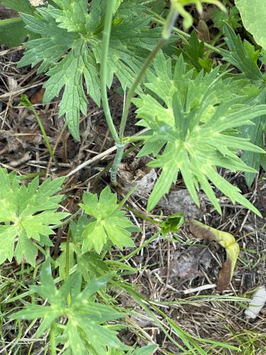 Common Buttercup (Ranunculus acris) in June at Nashua Riverwalk in southern NH