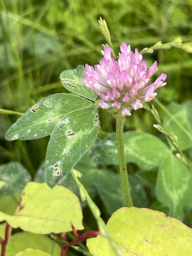 Red Clover (Trifolium pratense) in June at Nashua Riverwalk in southern NH