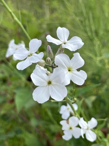 Dame's Rocket (Hesperis matronalis) in June at Nashua Riverwalk in southern NH