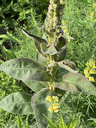 Mullein (Verbascum densiflorum) in June at Nashua Riverwalk in southern NH