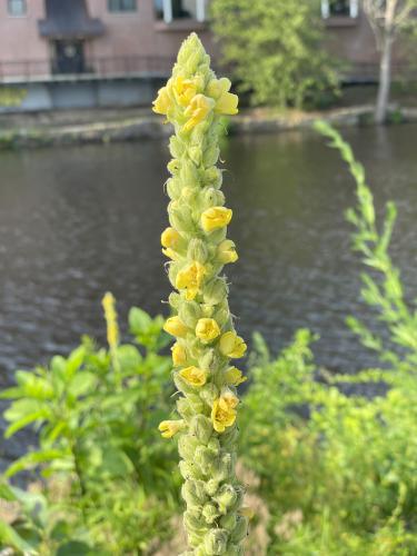 Mullein (Verbascum densiflorum) in June at Nashua Riverwalk in southern NH