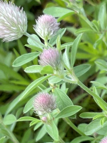 Rabbit's-foot Clover (Trifolium arvense) in June at Nashua Riverwalk in southern NH