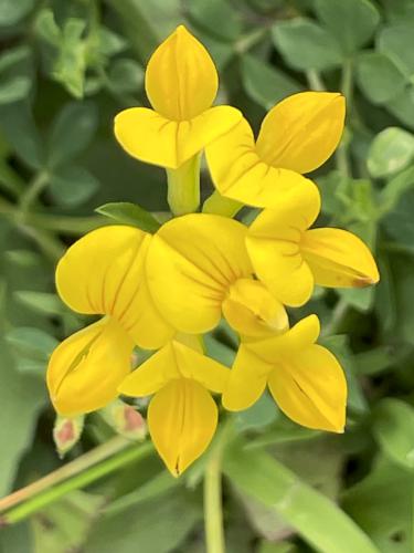 Birdsfoot Trefoil (Lotus corniculatus) in June at Nashua Riverwalk in southern NH