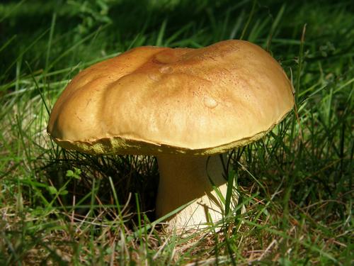 King Bolete