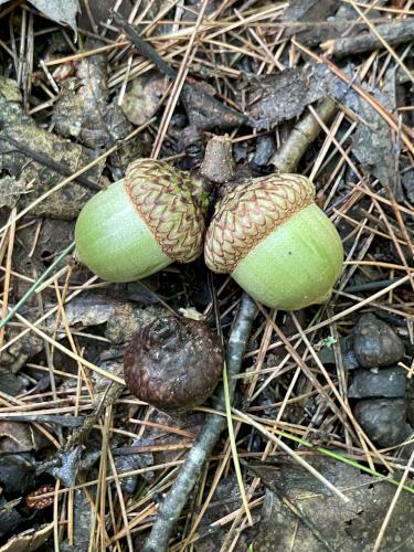 acorns in August at Robinson Pond in southern NH