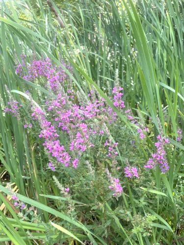 flowers in August at Robinson Pond in southern NH