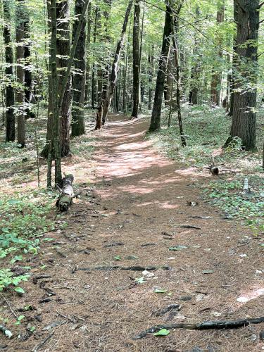 trail in August at Robinson Pond in southern NH