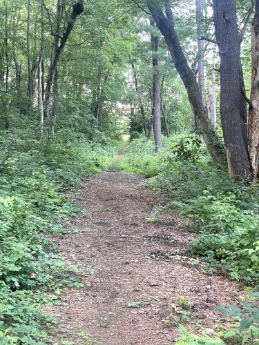 trail in July at Roby Park in southern NH