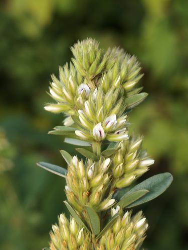 Round-headed Bush Clover (Lespedeza capitata)