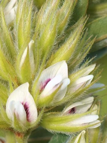 Round-headed Bush Clover (Lespedeza capitata)