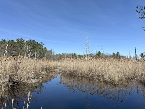 wetland in May on the Rockingham Recreational Rail Trail in southeast NH