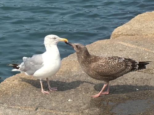 seagulls in September at Rockland Breakwater in Maine