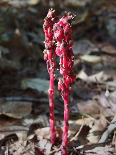 Pinesap in October at Rocky Hill Wildlife Sanctuary in northeastern Massachusetts