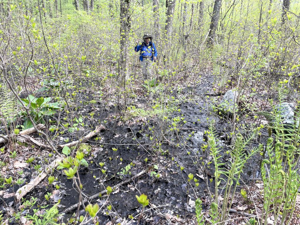 muddy trail in May at Rocky Pond near Boylston, MA