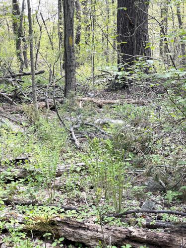 unmaintained trail in May at Rocky Pond near Boylston, MA