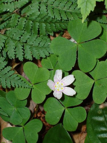 Common Wood Sorrel