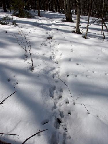 herd path in April up Rollstone Mountain in southwestern New Hampshire