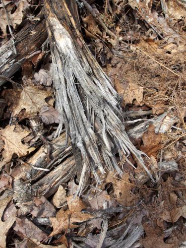 smashed log at Rollstone Mountain in southwestern New Hampshire