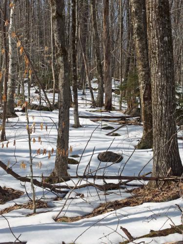 woods in April at Rollstone Mountain in southwestern New Hampshire