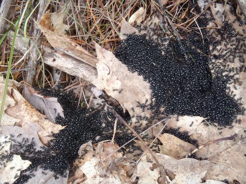 wicked big ant ball in April on Rose Mountain in New Hampshire