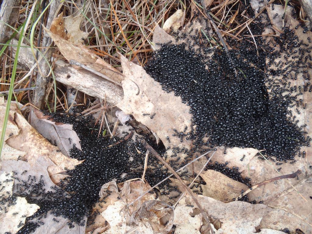 wicked big ant ball in April on Rose Mountain in southern New Hampshire