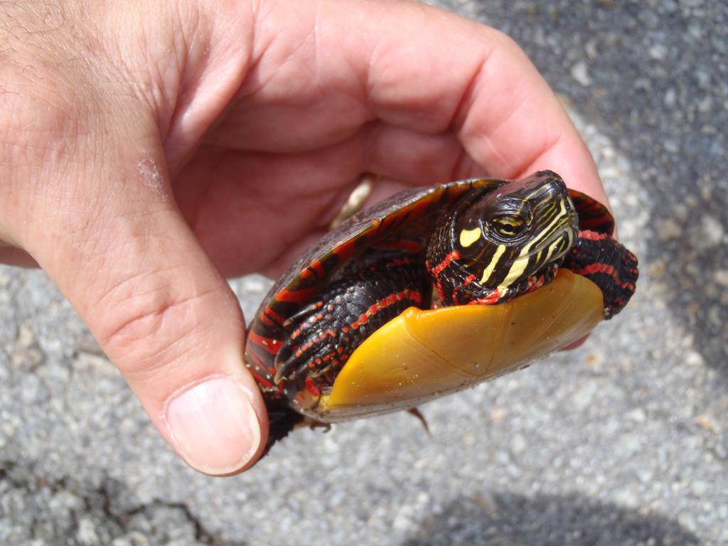 Painted Turtle in April near the trailhead to Rose Mountain in New Hampshire