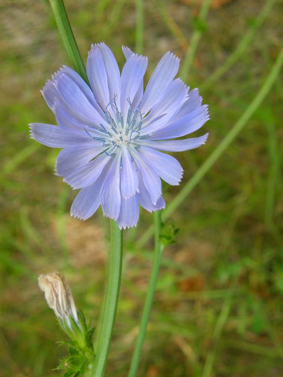 Chickory (Chicorium intybus) in August on the trail to Mount Rosebrook in New Hampshire