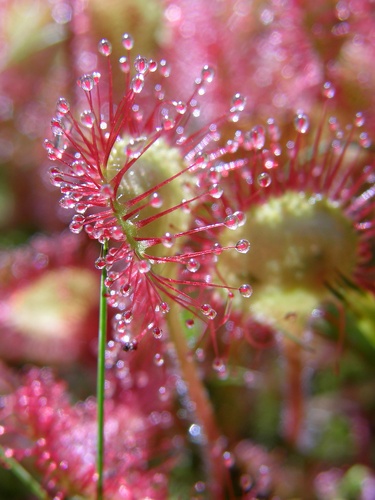 Round-leaved Sundew