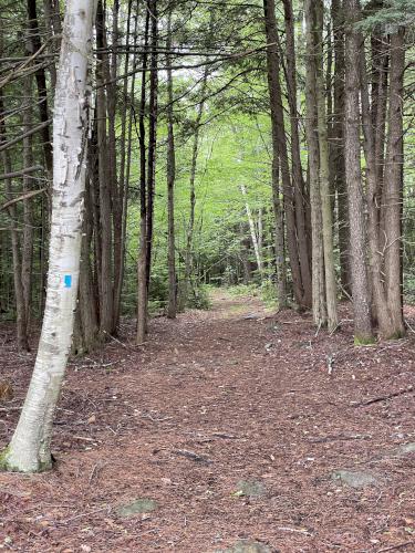 trail in July at Dublin Rotary Park in southern New Hampshire