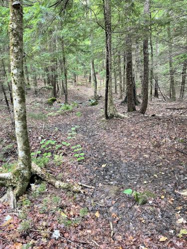 trail in July at Dublin Rotary Park in southern New Hampshire