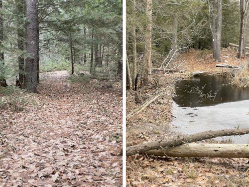 xxx in December at Rotch Wildlife Preserve in southern NH