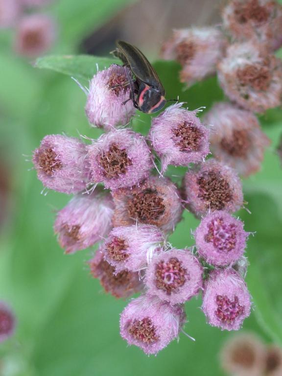 Marsh Fleabane (Pluchea odorata) at Rough Meadows Wildlife Sanctuary in northeast Massachusetts