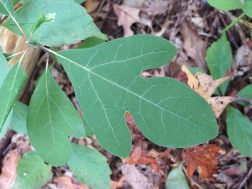 Sassafras tree at Rough Meadows Wildlife Sanctuary in eastern Massachusetts