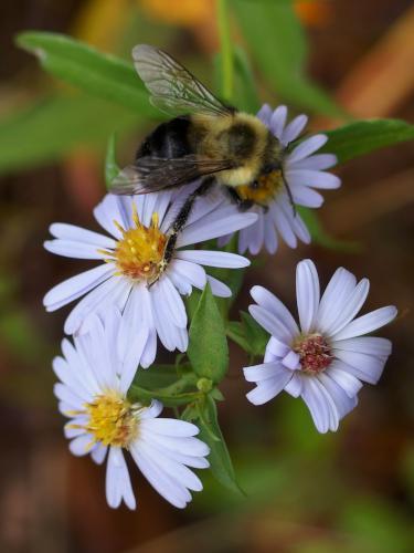 Smooth Aster